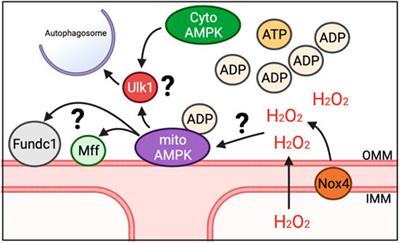 Sensing local energetics to acutely regulate mitophagy in skeletal muscle